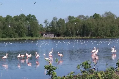 12-Flamingo's in het Zwillbrocker Venn Soms zijn er wel 100 dieren.jpg